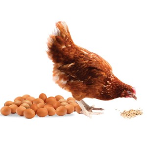Layer Poultry Feed