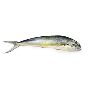 Mahi Mahi Fish
