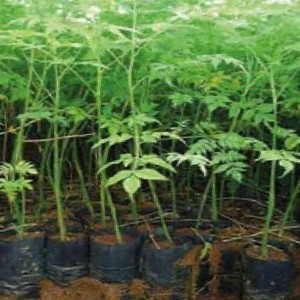 Malabar Neem Plants