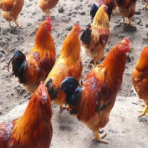 Male Country Chicken