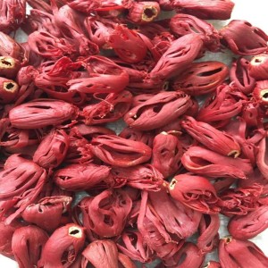 Maroon Kerala Nutmace