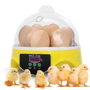 Mini Chicken Incubator