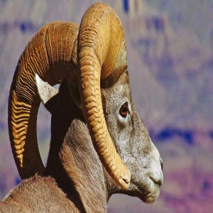 Natural Horn Sheep