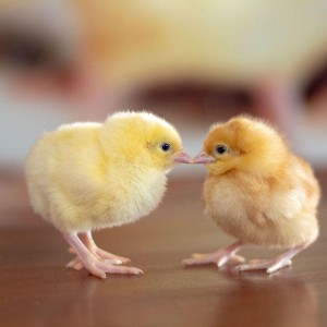 One Day Old Chicks
