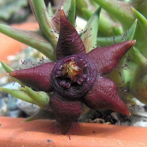 Orbea Semota Subsp
