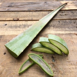 Organic Aloe Vera Leaf