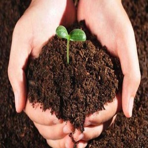 Organic Fertilizer Natural
