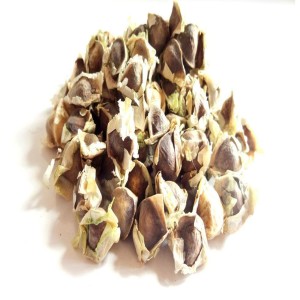 Organic Moringa Seed