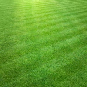 Outdoor Grass Turf Cricket Pitch, Light green clour