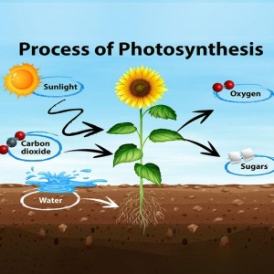 Photosynthesis Chart