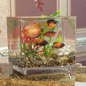 Plain Mini Aquarium