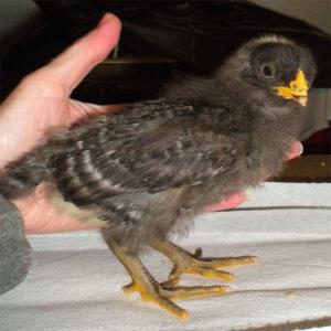 Plymouth Rock Chicks