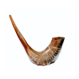 Polished Sheep Horn