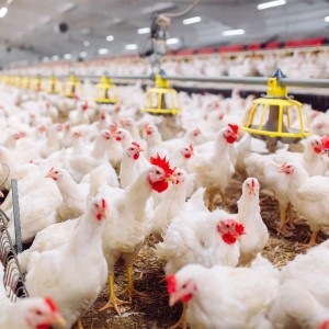 Poultry Broiler Chick