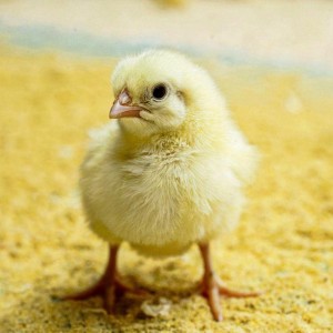 Poultry Chicken Chicks