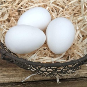 Poultry White Egg