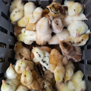 Rainbow Rooster Chicks