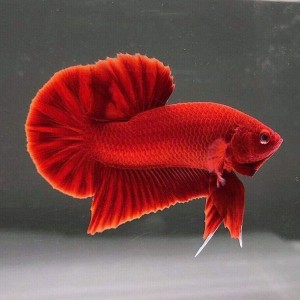Red Betta Fighting Fish, Long skirt tail type