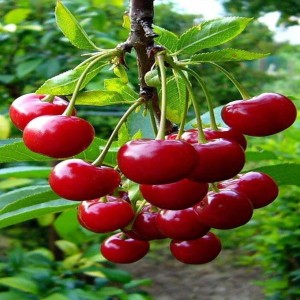 Red Cherry Fruits