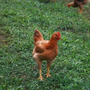 Sasso Breed Chicken