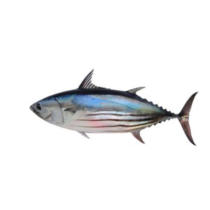Skipjack Tuna Fish