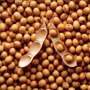 Soya Bean Brown 
