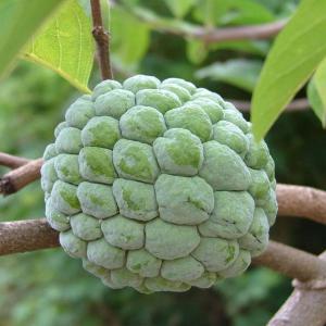Sugar Apple Fruit Plant