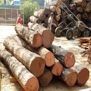 Teak Wood Log, Natural type, plain pattern, door use