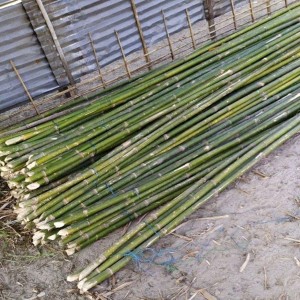 Thin Bamboo Sticks, Green color, 2.5cm tickness