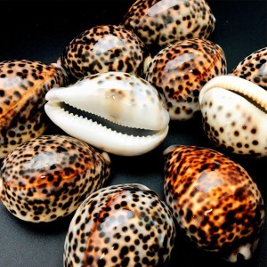Tiger Sea Shell