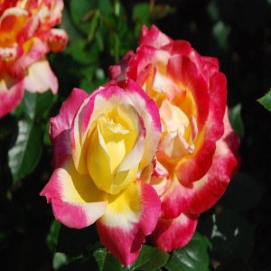 Tri Color Rose Plant