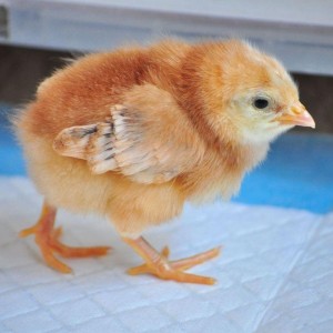 Vanaraja Multicolor Chicks