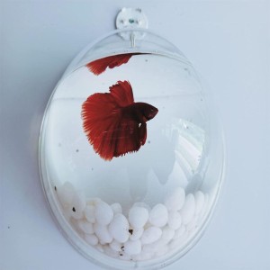 Wall Mounted Fish Aquarium