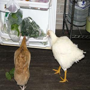 Washable Cornish Chicks