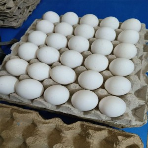 White Chicken Eggs