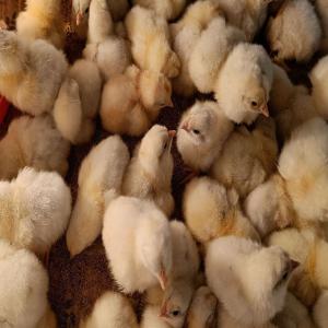 White Desi Small Chicks