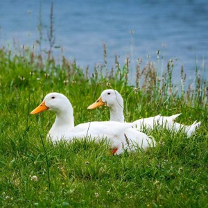 White Duck Farming
