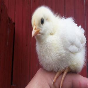 White Live Hatching Chicks