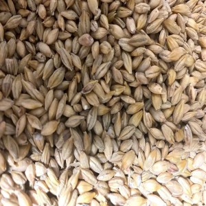 Whole Barley Grain