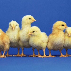 Yellow Baby Chicks