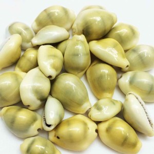 Yellow Cowrie Shells