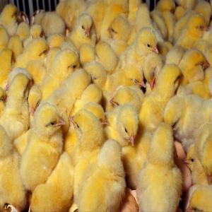 Yellow Poultry Farming Chicks