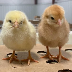Yellow Small Chicks