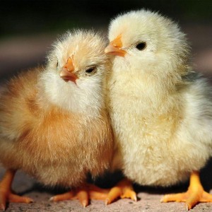 Yellow Sonali Chicks